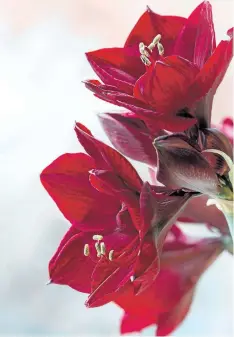  ??  ?? Rich, ruby red flowers and gold stamens on this amaryllis are welcome decoration­s for the holiday season.