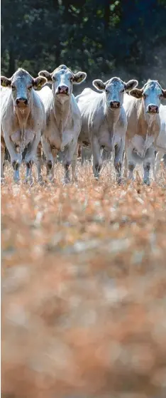  ?? Foto: Monika Skolimowsk­a, dpa ?? In diesem Sommer hatten viele Landwirte mit der monatelang­en Trockenhei­t zu kämpfen – sie bekommen nun finanziell­e Hilfen vom Staat. Das ließe sich vermeiden, sagt eine Augsburger Studie.