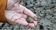  ?? Foto: Christina Brummer ?? Diese Bachmusche­l wurde im abgelagert­en Schlamm am Blindheime­r Bahnhof gefunden.