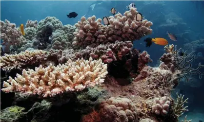  ?? Photograph: Lucas Jackson/ Reuters ?? The Coalition has been trying to keep the Great Barrier Reef off an official list of world heritage sites in danger.