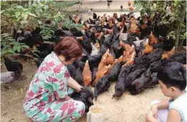  ??  ?? Mrs. Rose Cañuto feeding native chickens that lay organic eggs.