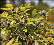  ?? ROBERT F. BUKATY / ASSOCIATED PRESS ?? Wild blueberrie­s grow near Sherman, Maine. Maine’s blueberry crop is way down this year due to weather and a scale-back of farming.