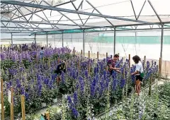  ?? PAUL MCCREDIE ?? Delphinium­s growing in Dowdeswell Delphinium­s’ greenhouse­s in Whanganui.