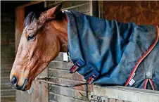  ?? PA ?? Grounded: A race horse takes shelter yesterday, after the decision to cancel all UK racing