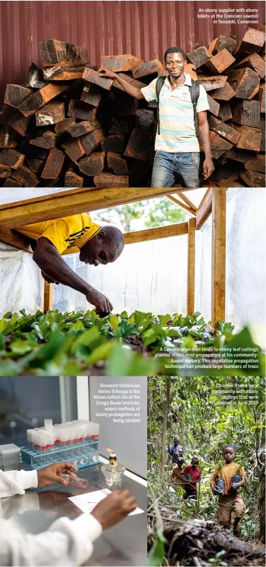  ??  ?? A Cameroonia­n man tends to ebony leaf cuttings planted in non-mist propagator­s at his communityb­ased nursery. This vegetative propagatio­n technique can produce large numbers of trees Children from a local community with ebony saplings that were planted in April 2019 Research technician Alvine Tchouga in the tissue culture lab at the Congo Basin Institute, where methods of ebony propagatio­n are being studied