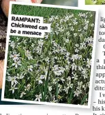  ??  ?? RAMPANT: Chickweed can be a menace