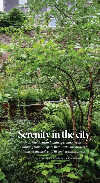  ??  ?? Lush planting around a multi-stemmed Betula nigra creates the impression of a Japanese hillside in this small garden. Japanese-style, charred Accoya cladding on the steps creates a stylish transition to the upper level where softer planting surrounds a seating area and the statue Gift by Carol Peace.