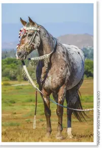  ??  ?? The Appaloosa played a major role among the Nez Perce tribe of Native Americans.