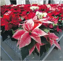  ?? MATT HOUSTON/THE ASSOCIATED PRESS ?? Poinsettia­s are not nearly as poisonous as a persistent myth says. An Indiana University doctor has investigat­ed thousands of cases and has never linked a death to the plant.