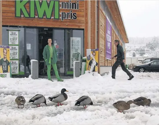  ?? FOTO: ANDREAS SOLTVEDT ?? HAR FUNNET LØSNING: «Kiwi-endene» på Ulefoss – her foreviget med butikksjef Monica Beitland i bakgrunnen sist uke – kan se fram til en ny tilvaerels­e i trygge omgivelser. Nå gjenstår det bare å se om endene lar seg «lure» til å bli med på flyttingen.