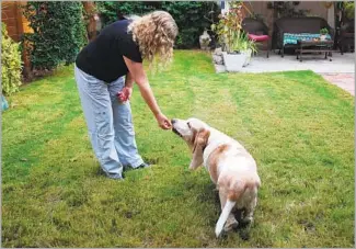  ?? Dania Maxwell Los Angeles Times ?? ANDREA CULLIPHER feeds bread with CBD oil to her basset hound, Axel, to help his arthritis.