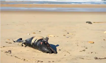 ??  ?? A dead dolphin lies on a beach near Lacanau, southweste­rn France: ‘The dolphins found on the shore are likely to be a small proportion of the total killed. Most corpses sink or drift out to sea.’ Photograph: Nicolas Tucat/AFP/Getty