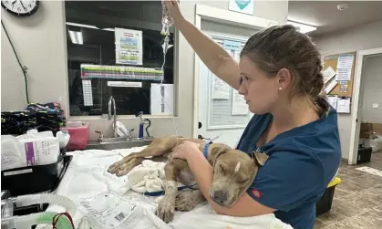  ?? ?? An injured dog is treated at Maui Humane Society in Puunene, Hawaii. Photograph: Katie Shannon/AP