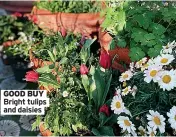  ?? ?? GOOD BUY Bright tulips and daisies