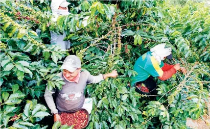  ?? FOTO ?? Entre los proyectos está crear un mercado más justo para los cafeteros.