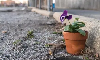  ?? TYLER LARIVIERE/SUN-TIMES ?? A potted plant was left at the approximat­e location where Chicago police killed 13-year-old Adam Toledo, in an alleyway near 24th and Sawyer, on Thursday.