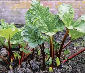  ??  ?? A mild winter and dry spring contribute­d to the disappoint­ing rhubarb crop