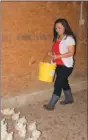  ??  ?? Cindy Yang looks for dead chickens in one of her chicken houses and places them in the bucket. This is one of the chores that her children help with on their chicken farm located on 50 acres west of Summers.