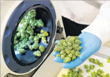  ?? CP PHOTO ?? Devin Melnyk, a long-time marijuana grower and a consultant with Pure Sunfarms, holds trimmed marijuana as it comes out of a high-volume cannabis trimming machine last month at a massive tomato greenhouse being renovated to grow pot in Delta, British Columbia.