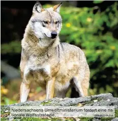  ?? DPA-BILD: PLEUL ?? Niedersach­sens Umweltmini­sterium fordert eine nationale Wolfsstrat­egie.