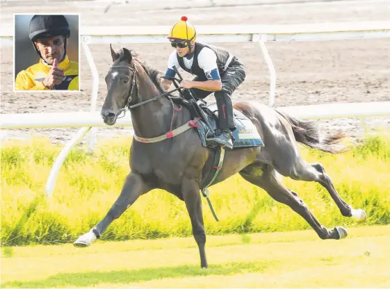  ?? Picture: MARK CRANITCH ?? Corey Brown (inset) will take the saddle of Ef Troop as Tony Gollan’s galloper prepares for the Golden Slipper.