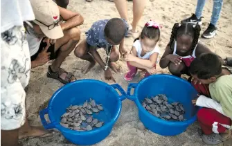  ?? AFP ?? Crías de tortuga caguama, en peligro de extinción, en La Guaira, Venezuela