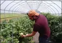  ?? BOB KEELER — MEDIANEWS GROUP ?? Ryan Welby checks out tomatoes growing in a greenhouse.