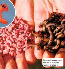  ??  ?? Ian used maggots and worms to attract a variety of silvers