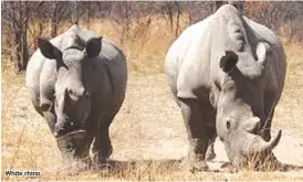  ??  ?? White rhino