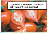  ??  ?? Le piment « Biquinho Iracema » est vraiment trop mignon !