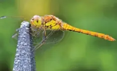  ??  ?? Diese farbenpräc­htige und fotogene Libelle hat Ludwig Wendl in seinem Garten in Rennertsho­fen (Landkreis Neuburg‰Schrobenha­usen) entdeckt und direkt fotogra‰ fiert.