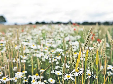  ??  ?? SPREADING: Weeds growing in among wheat – research has shown UK crops are more vulnerable than ever before.