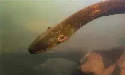  ?? Photograph: Leandro Sousa/AFP/Getty Images ?? Two new species of electric eel have been discovered in the Amazon, including Electropho­rus Voltai, which can deliver a record-breaking
electric shock.