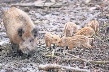  ?? FOTO: FRISO GENTSCH ?? Eine Wildschwei­nmutter achtet gut auf die Frischling­e und beäugt die Zuschauer.