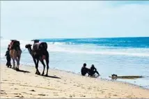  ?? Brian E. Clark ?? CAMELS and their tender amble past a couple of surfers taking a break at the aptly named Camel Beach near Taghazout.