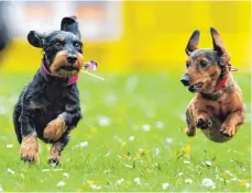  ?? FOTO: DPA ?? Die Stadt Meßkirch erhöht die allgemeine Hundesteue­r. Zweithunde kosten ab Januar erstmals doppelt so viel.