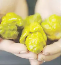 ?? FIRST WE FEAST ?? Pepper X is three times hotter than any pepper commercial­ly available.