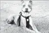  ?? Ken Kwok
Los Angeles Times ?? PIT BULL breeds were once beloved across the country.