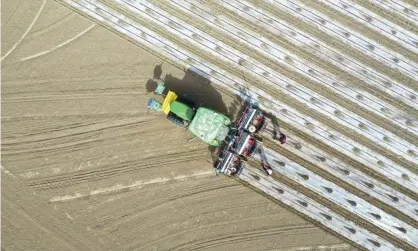  ?? Photograph: Xinhua/Rex/ Shuttersto­ck ?? Farmers cover a field with plastic films in Yuli county, Xinjiang Uygur Autonomous Region, northern China.