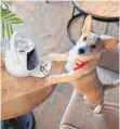  ?? FOTO: PAWBO/DPA ?? Munch ist ein Snack-Automat für Hunde. Auf Kommando gibt er Leckerlis aus.
