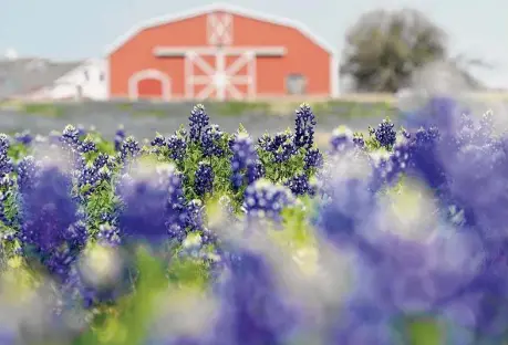  ?? Melissa Phillip/Staff photograph­er ?? Bluebonnet­s put on a show in a field off U.S. 290 near the First Baptist Church Chappell Hill.