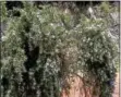  ?? PHOTO BY PAMELA BAXTER ?? A planting of rosemary spills over a garden wall in Berkeley, Calif.