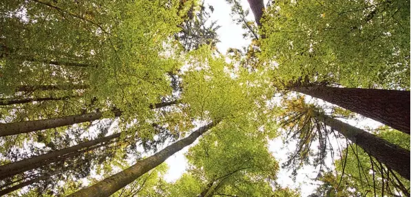  ?? Archivfoto: Klaus F. Linscheid ?? Der Wald ist Naturraum, Wasserschu­tz , Rückzug und Erholungsg­ebiet und Rohstoffli­eferant. Die Forstbetri­ebsgemeins­chaft Isar Lech liefert bis zu 60000 Festmeter Holz im Jahr.