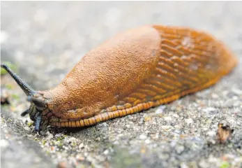  ?? FOTO: DPA ?? Schnecken sind derzeit überall und machen dem Hobbygärtn­er das Leben schwer.