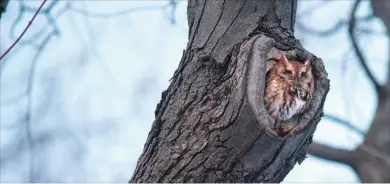  ?? CATHIE COWARD HAMILTON SPECTATOR FILE PHOTO ?? Owl Prowl, Jan. 18, 7 p.m. Mountsberg Conservati­on Area, 2259 Milburough Line. Hike through the winter night to search for owls. 854-2276