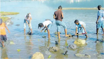  ??  ?? People planting mangrove seedlings in the water along a section of the Palisadoes road. In the background is a view of downtown Kingston, including Kingston Harbour, the seventh-largest natural harbour in the world.