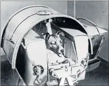  ?? Picture: AFP ?? NOT BY CHOICE: This file photo taken from the Soviet daily Pravda and taken on November 13 1957 shows the dog Laika, the first living creature to orbit earth, onboard the Sputnik II