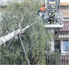  ?? FOTO: THOMAS WARNACK/DPA ?? Umstürzend­e Bäume können schwere Schäden anrichten, nicht nur an Häusern. Baumbesitz­er haften, wenn sie ihrer Sicherungs­pflicht nicht nachgekomm­en sind.