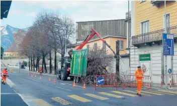  ??  ?? L'operazione di abbattimen­to delle piante in centro città