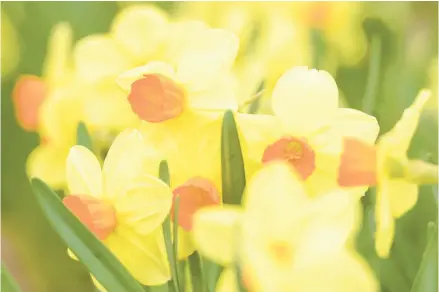  ?? MORNING CALL FILE PHOTO ?? Fertilize establishe­d bulbs such as daffodils in the spring to give them a boost.